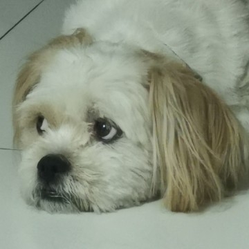 问题回答,答主,回答者